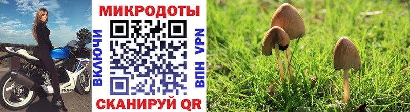 Галлюциногенные грибы Psilocybe где можно купить наркотик Ростов